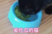 娱乐吃瓜猫咪视频,猫咪吃瓜视频大盘点